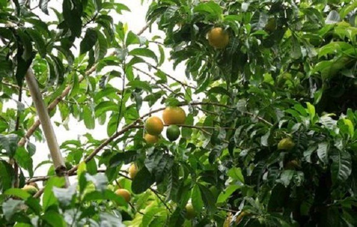 Phát sốt với giống vú sữa lạ: Trái chín vàng bóng, ra quả quanh năm